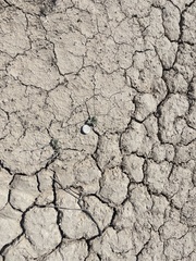 Eriogonum bifurcatum