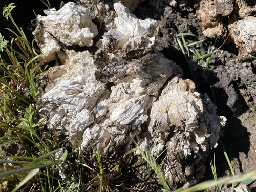 iNaturalist observation photo of Western Hardwood Sulphur Shelf