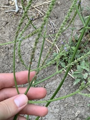 Verbena runyonii