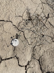 Eriogonum bifurcatum