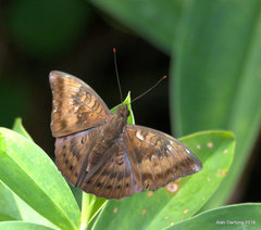 Euthalia aconthea gurda