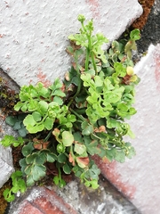 Asplenium ruta-muraria