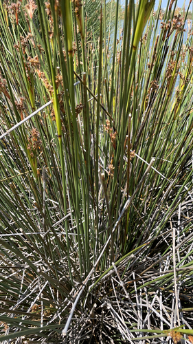 iNaturalist observation photo of spiny rush