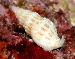 Maculotriton serriale