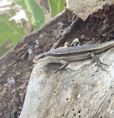 Trachylepis wrightii