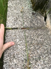 Carex praecox