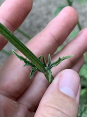 Verbena runyonii