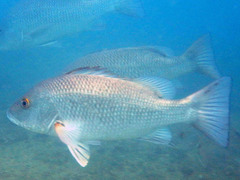 Lutjanus argentimaculatus
