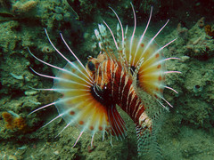 Pterois mombasae