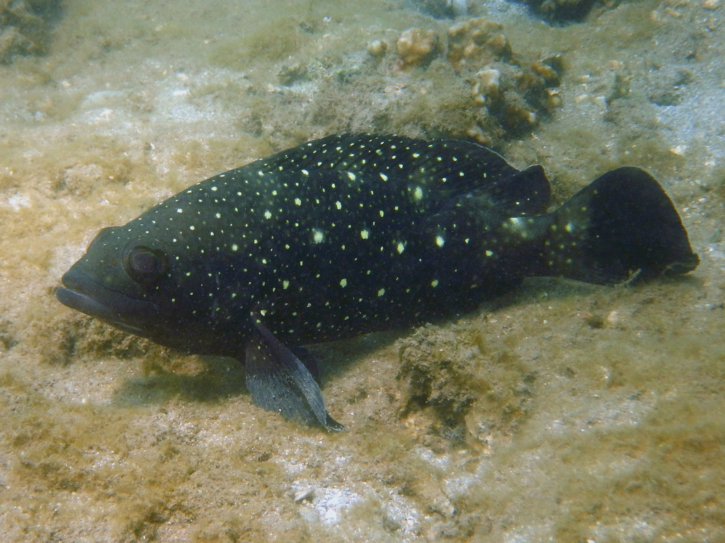 Whitespotted Grouper