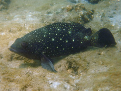 Epinephelus coeruleopunctatus