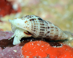 Maculotriton serriale