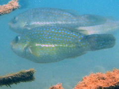 Leptoscarus vaigiensis