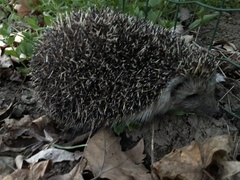 Erinaceus roumanicus