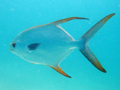 Trachinotus blochii