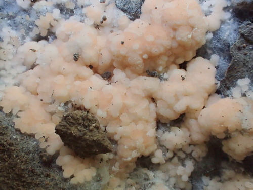 iNaturalist observation photo of Pyronema domesticum