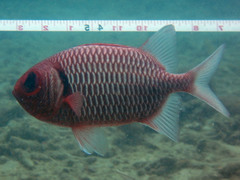 Myripristis hexagona