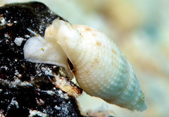 Maculotriton serriale