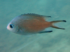 Azurina lepidolepis