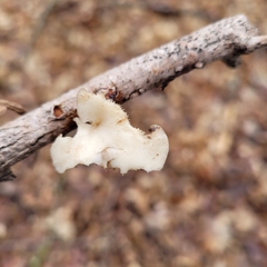 Neofavolus americanus