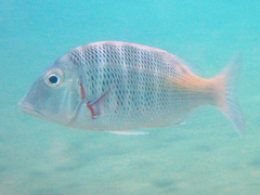 Lethrinus mahsena