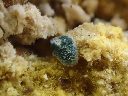 iNaturalist observation photo of Trichoderma viride