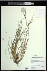 Carex conoidea