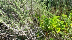 Crematogaster peringueyi