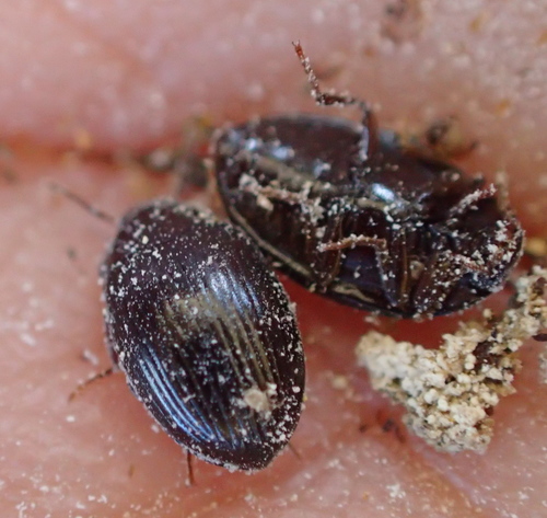 iNaturalist observation photo of Beetles