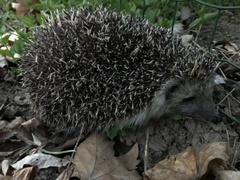 Erinaceus roumanicus