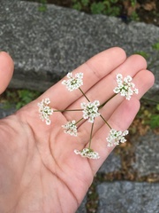 Chaerophyllum