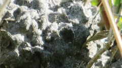 Crematogaster peringueyi