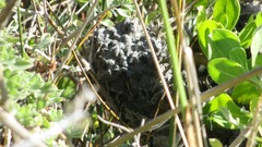 Crematogaster peringueyi