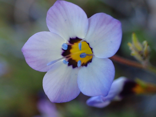 iNaturalist observation photo of bird's-eye gilia