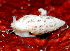 Maculotriton serriale