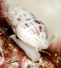 Maculotriton serriale