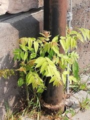 Ailanthus altissima