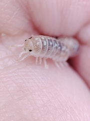 Armadillidium album