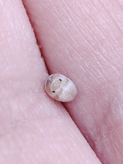 Armadillidium album