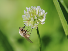 Nothoschistus melampogon