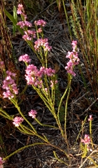 Erica palliiflora