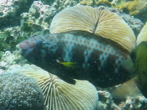 Chlorurus atrilunula