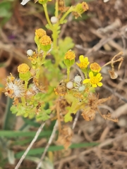 Senecio leucanthemifolius