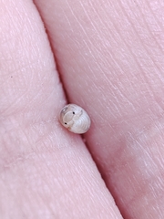 Armadillidium album