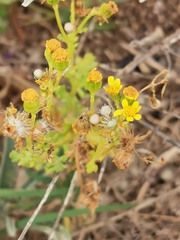 Senecio leucanthemifolius