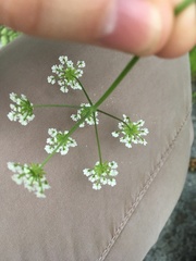 Chaerophyllum