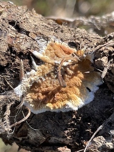 iNaturalist observation photo of Serpula himantioides