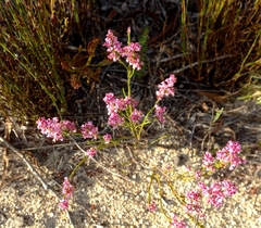 Erica palliiflora