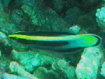Labroides bicolor