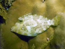 Pseudomonacanthus macrurus